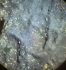 Umbilicaria hyperborea