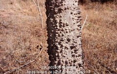 Anadenanthera colubrina cebil