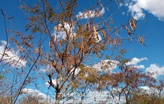 Anadenanthera colubrina cebil