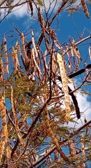 Anadenanthera colubrina cebil