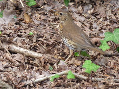 Turdus philomelos