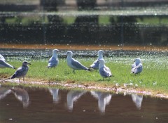 Larus delawarensis