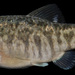 Sheephead Minnow - Photo (c) Smithsonian Environmental Research Center, some rights reserved (CC BY)