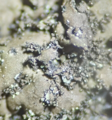 Umbilicaria hyperborea