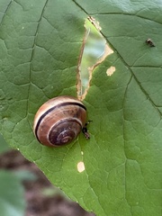 Cepaea nemoralis