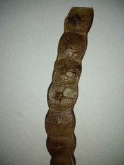 Anadenanthera colubrina cebil