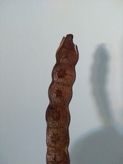 Anadenanthera colubrina cebil