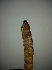 Anadenanthera colubrina cebil