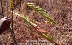 Anadenanthera colubrina cebil