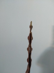 Anadenanthera colubrina cebil