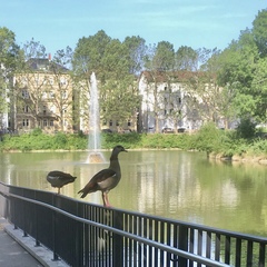 Alopochen aegyptiaca