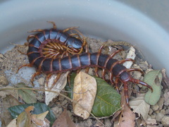 Scolopendra viridicornis