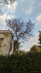 Jacaranda mimosifolia