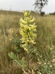 Astragalus canadensis