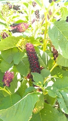 Phytolacca acinosa