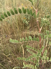 Astragalus canadensis