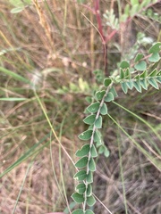 Astragalus canadensis