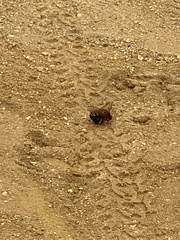 Sphecius speciosus
