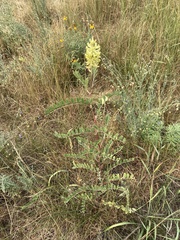Astragalus canadensis