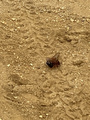 Sphecius speciosus