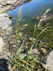 Deschampsia alpina