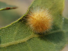 Atrusca trimaculosa