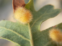 Atrusca trimaculosa