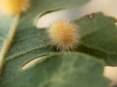Atrusca trimaculosa