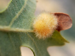 Atrusca trimaculosa