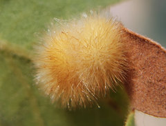 Atrusca trimaculosa