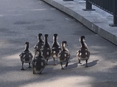 Alopochen aegyptiaca