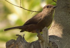 Pyrocephalus rubinus obscurus