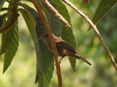Pyrocephalus rubinus obscurus