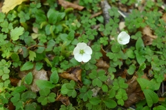 Oxalis magellanica