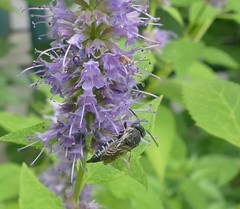 Coelioxys octodentatus