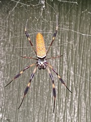 Trichonephila clavipes