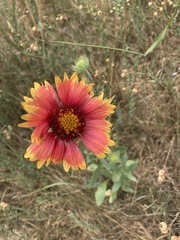 Gaillardia