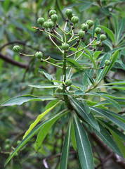 Euphorbia mellifera image