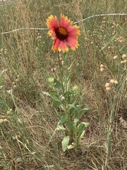 Gaillardia