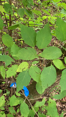 Styracaceae