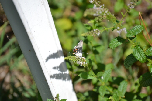 photo of Gray Hairstreak (Strymon melinus)