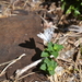 photo of Checkered White (Pontia protodice)