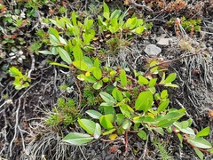 Salix kazbekensis
