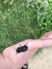 Dorcus parallelipipedus