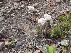 Antennaria caucasica