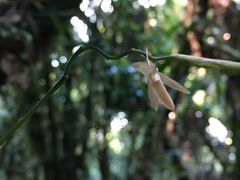 Coelogyne