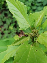 Disonycha scriptipennis