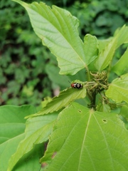 Disonycha scriptipennis