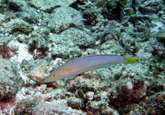 Pale Slender Wrasse photo 2