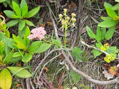 Chaerophyllum roseum
